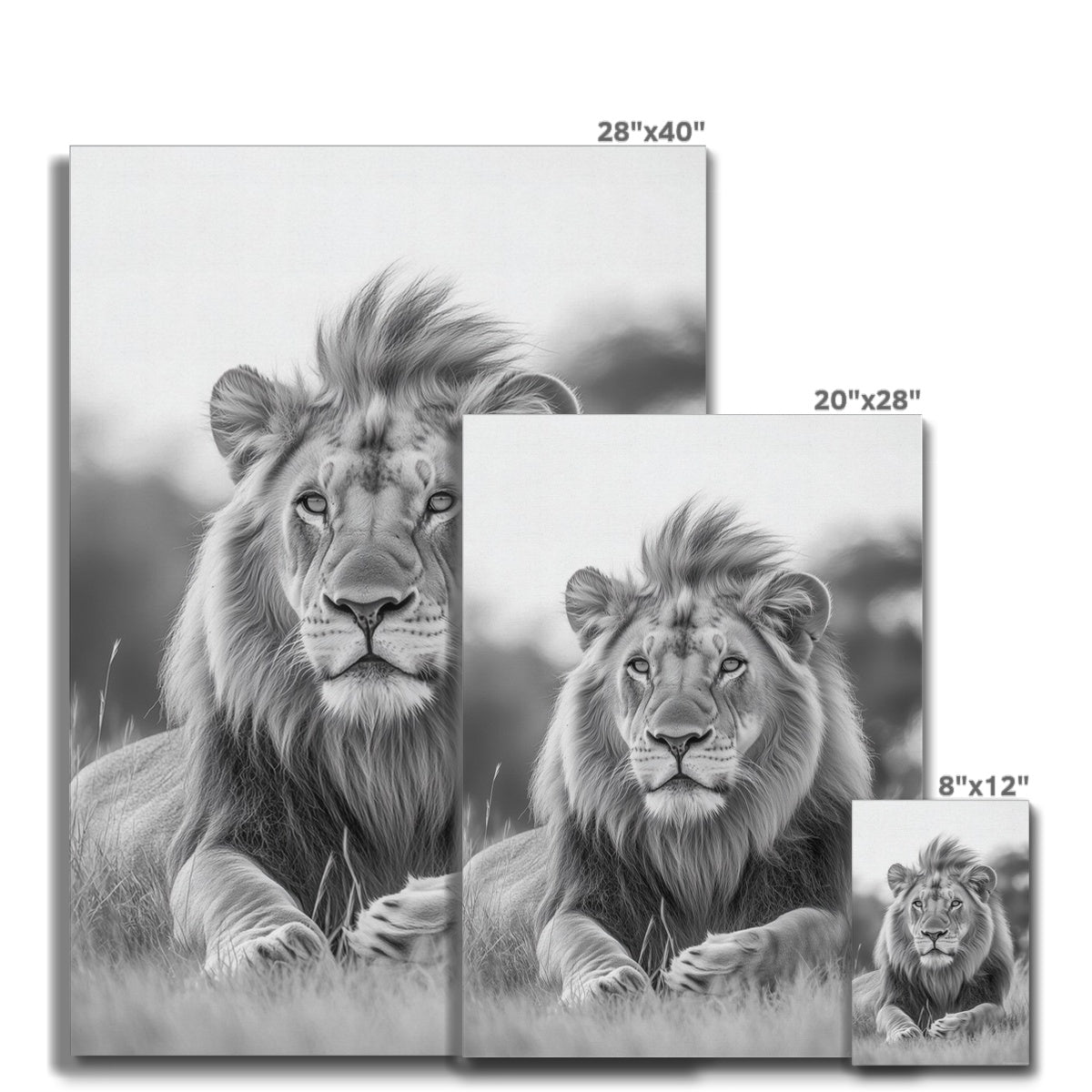 Animal | Wall Art | Majestic Lion of the Savanna | Canvas