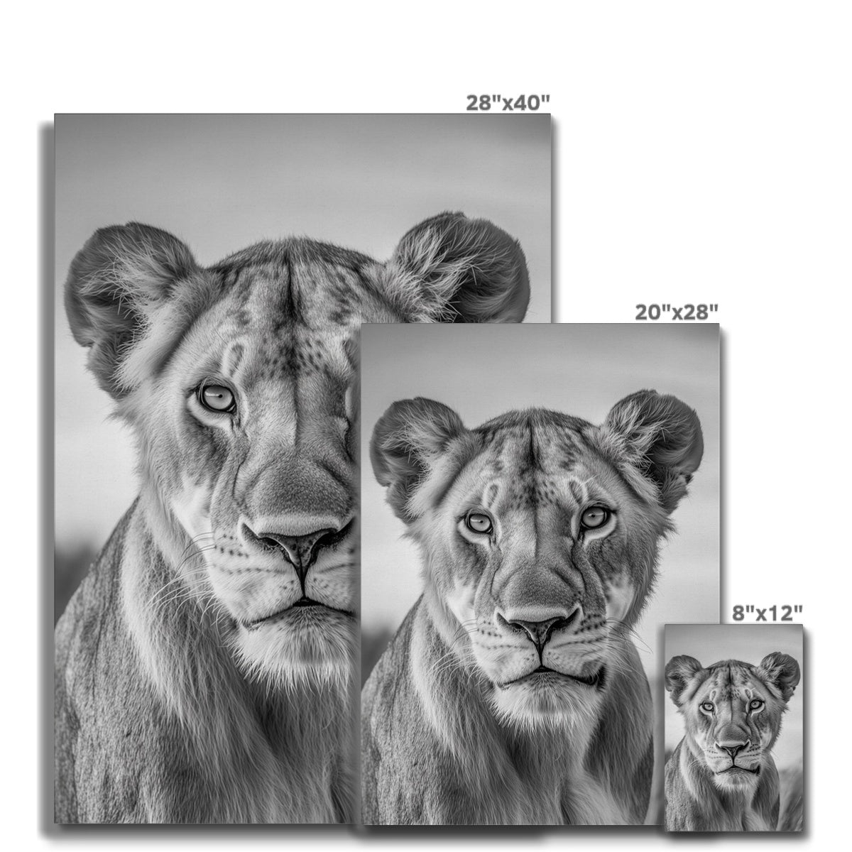Jen Fargeot Creative | Animal | Wall Art | The Lioness’ Gaze | Canvas
