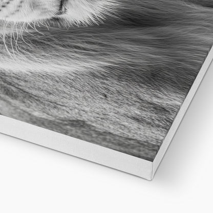 Jen Fargeot Creative | Animal | Wall Art | The Lioness’ Gaze | Canvas