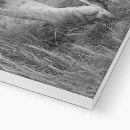 Jen Fargeot Creative | Animal | Wall Art | Grace In The Wild | Canvas